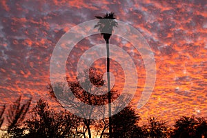 Sunset sky with low level Stratocumulus clouds