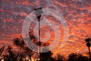 Sunset sky with low level Stratocumulus clouds