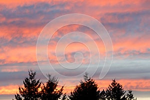 Sunset sky over the silhouette trees