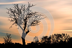 Sunset sky with silhouette of tree, bush with bare branches.