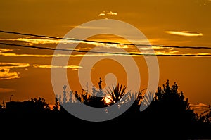 Sunset sky with silhouettes of plants and trees in the background