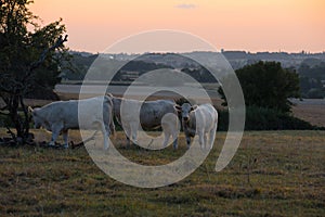 Sunset sky sunrise landscape background with white cow