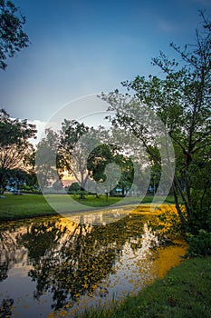 Sunset sky and yellow petals of Padauk flowers covering the pond at Phutthamonthon public park,Nakhon Pathom Province,Thailand.