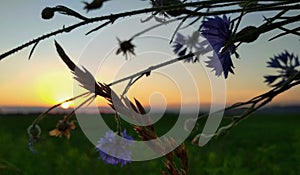 Sunset with sloseup cornflowers