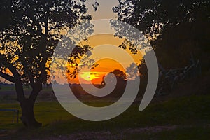 Sunset at a small grove of old oaks Kfar Glikson Israel