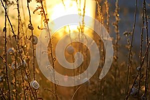 Sunset with small snail shell