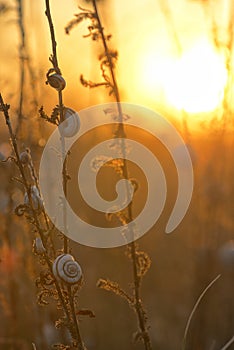 Sunset with snail shell on field