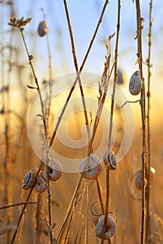 Sunset with snail shell on field