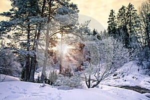 Sunset in snow cowered forest