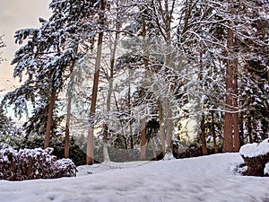 Sunset after a snow storm deep in the pacific northwest woodlands