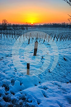 Sunset on snowy vineyard