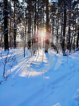 Sunset in snowy winter fir forest. Sun`s rays break through the trunks of trees
