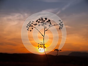 Sunset with solhouette of hogweed