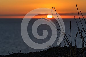 Sunset with som straws and the ocean