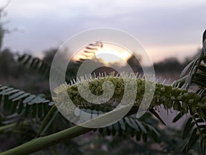 Sunset Spongy plant