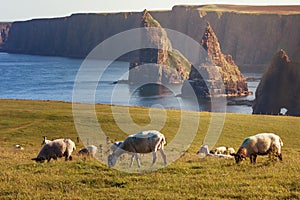 Sunset at Stacks of Duncansby, with a flock of sheep grazing, Du
