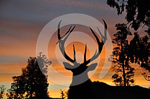 Sunset stag