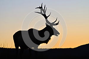 Sunset stag