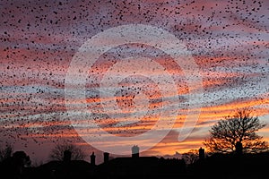 Sunset and the Starlings photo