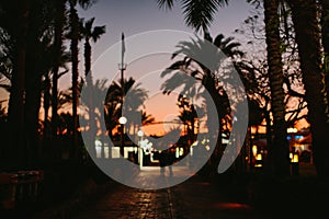 The sunset street with palms