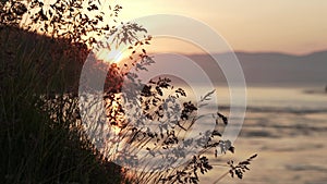 Sunset at strong tidal current Saltstraumen in Norway with grass in the foreground