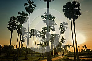 Sunset with sugar palm tree silhouette background.