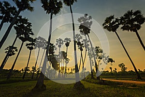 Sunset with sugar palm tree silhouette background.