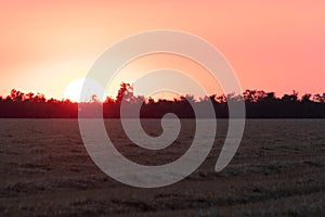 the beautiful sunset of the bright yellow sun is pictured to the left behind the trees. in the foreground a field of mowed wheat