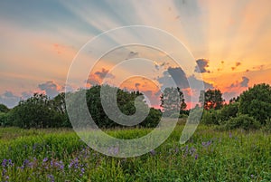 Sunset in summer field