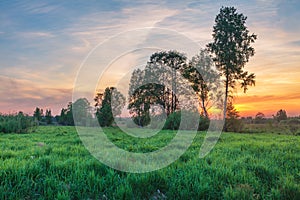 Sunset in summer field