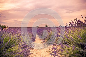 Sunset summer flowers, destination scenic landscape. Lavender floral background, seasonal background