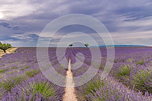 Sunset summer flowers, destination scenic landscape. Lavender floral background, seasonal background