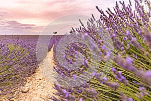 Sunset summer flowers, destination scenic landscape. Lavender floral background, seasonal background