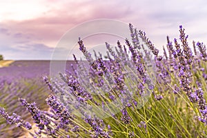 Sunset summer flowers, destination scenic landscape. Lavender floral background, seasonal background