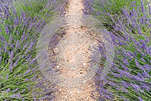 Sunset summer flowers, destination scenic landscape. Lavender floral background, seasonal background