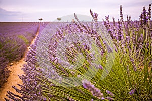 Sunset summer flowers, destination scenic landscape. Lavender floral background, seasonal background