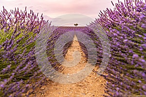 Sunset summer flowers, destination scenic landscape. Lavender floral background, seasonal background