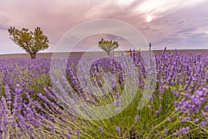 Sunset summer flowers, destination scenic landscape. Lavender floral background, seasonal background