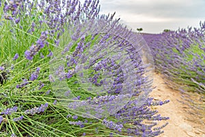 Sunset summer flowers, destination scenic landscape. Lavender floral background, seasonal background