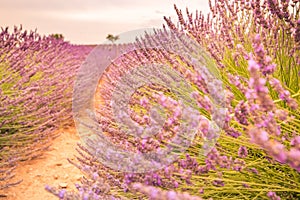 Sunset summer flowers, destination scenic landscape. Lavender floral background, seasonal background