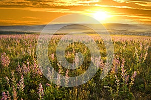 sunset on summer mountains meadow