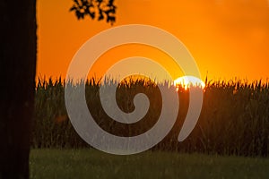 Sunset in summertime with field of corn