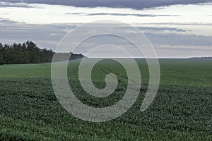 Sunset Sun And Field Of Green Fresh Grass photo