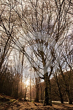 Sunset with sun filtering through trees at Monte Cucco forest