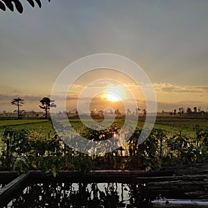 Sunset sun orange tree green rice fields water land mountain cloud photo