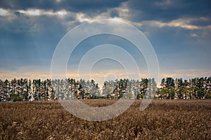 Sunset with sun rays over the forest