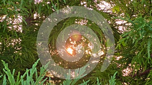 Sunset sun is shining through green branches of coniferous tree - sun lens flare