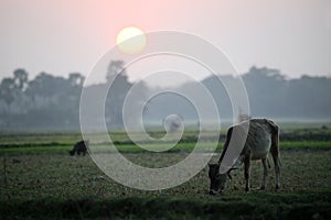 Sunset in Sunderbands