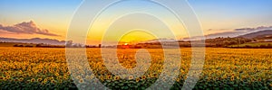 Sunset with sunflower field