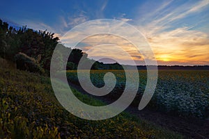 Sunset in sunflower field and forest, beautiful landscape, nature in summer and bright sun